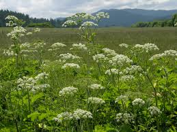 indian celery 1
