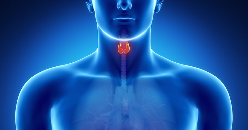 Thyroid-Gland-natural-remedies