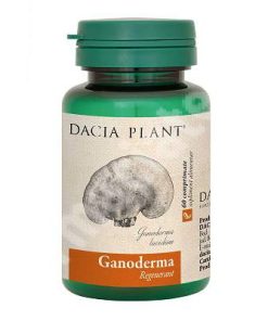 ganoderma dacia plant UK