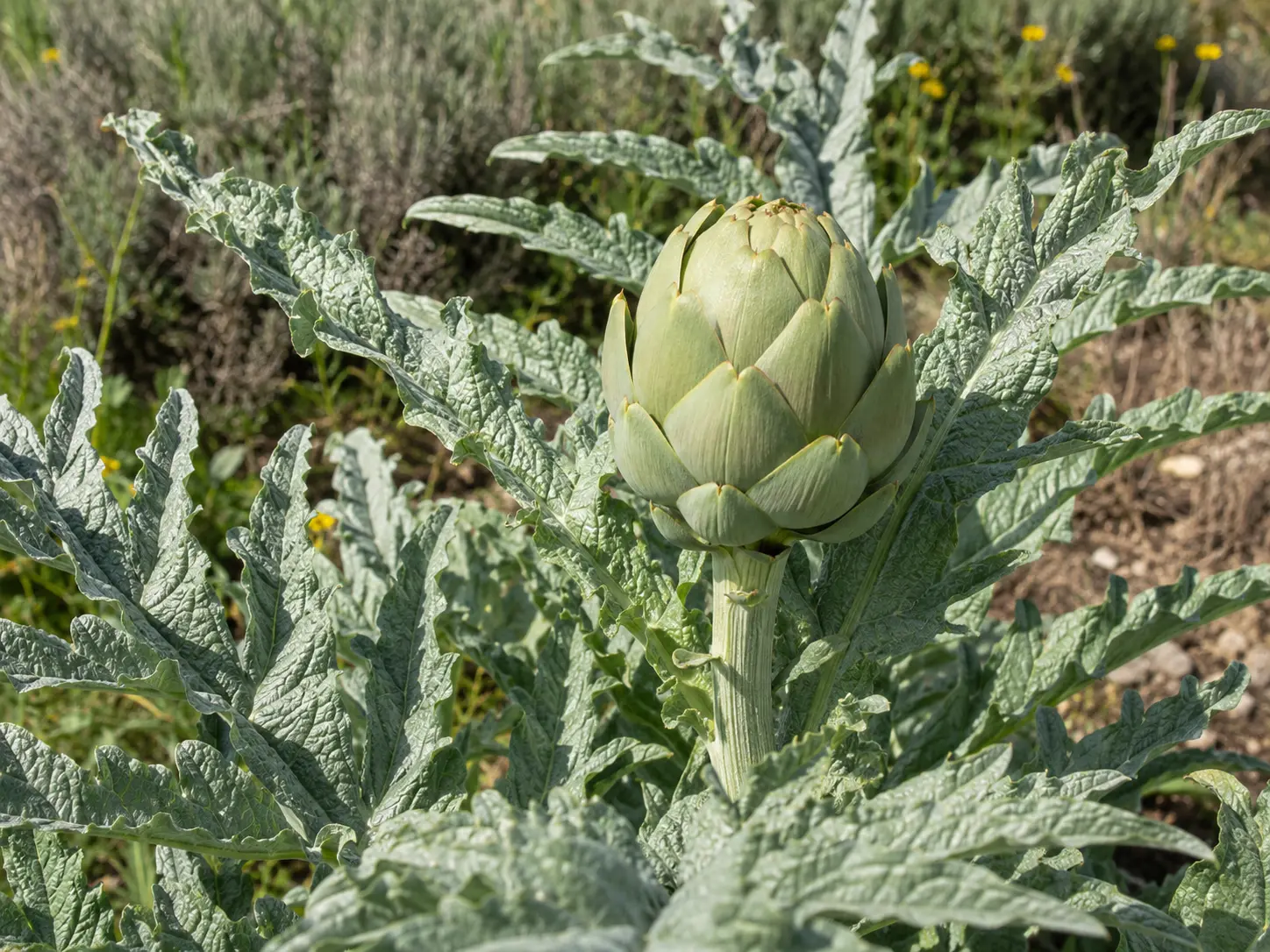 Globe artichoke (Cynara scolymus) — anghinare in Romanian — plant with leaves and head