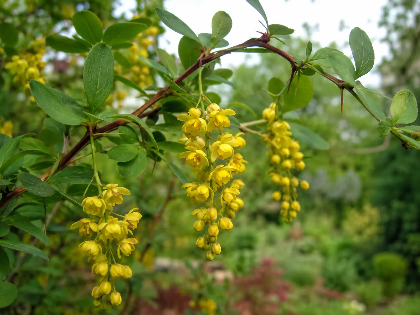 Indian barberry (Berberis aristata) — natural source of berberine — plant branch with flowers