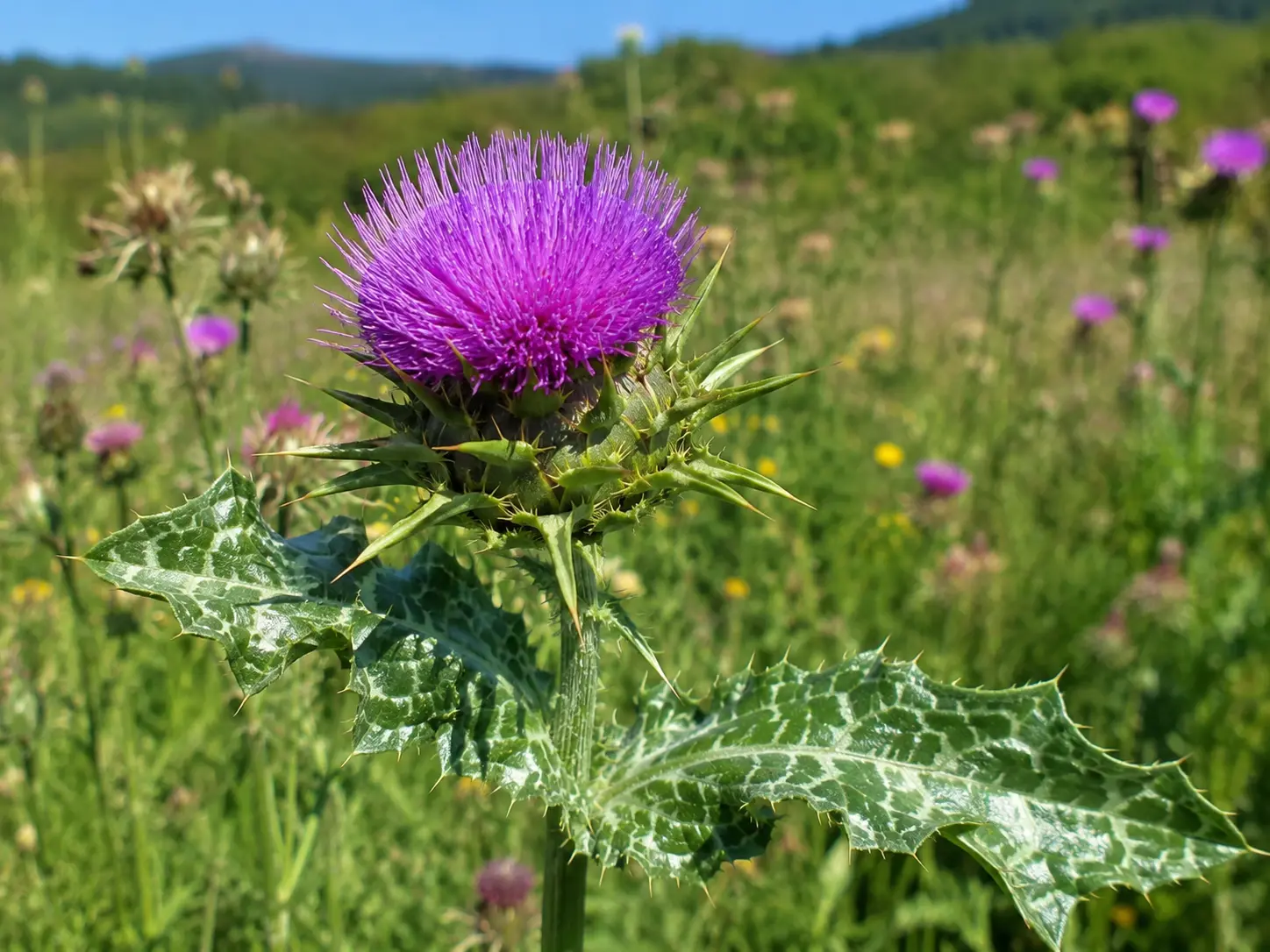 Milk thistle (Silybum marianum) — armurariu in Romanian — flowering plant