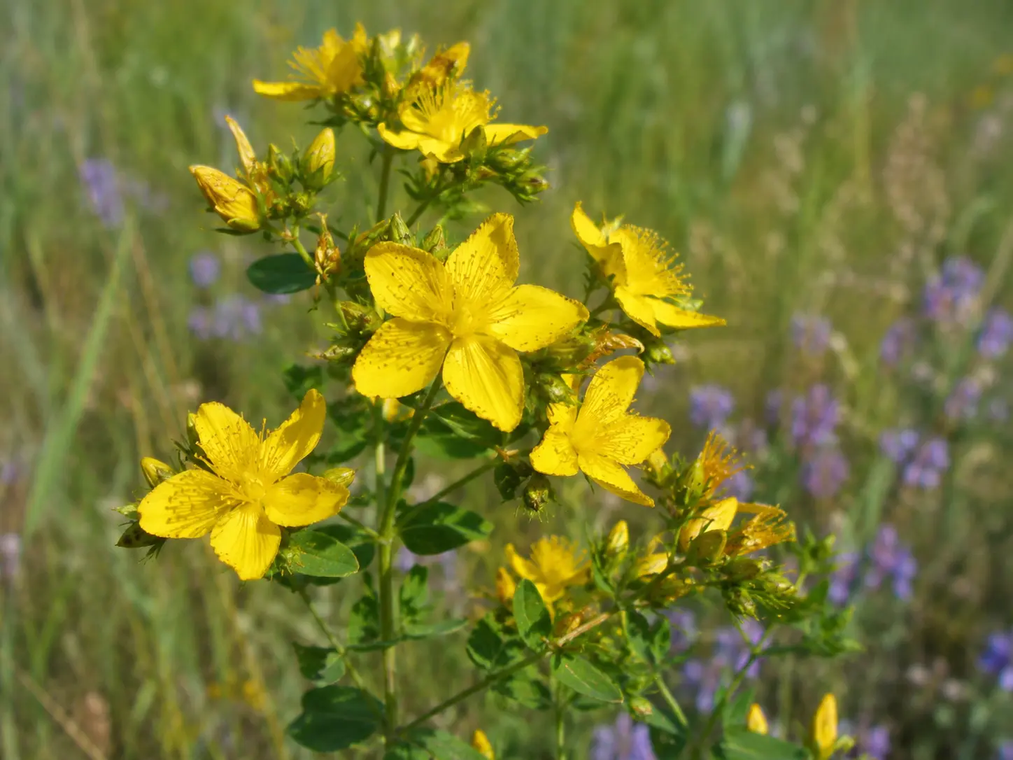 St John's wort (Hypericum perforatum) — sunătoare in Romanian — plant in bloom